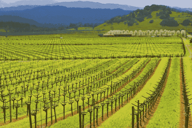 Napa and Sonoma Wine Country Tour