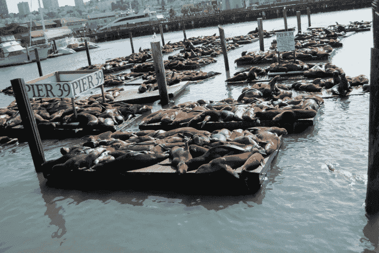 Sea Lions on the shores of PIER 39