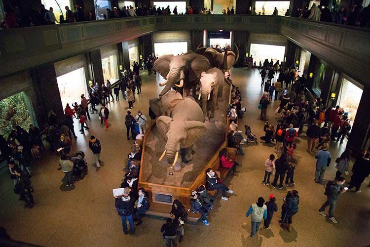 American Museum of Natural History