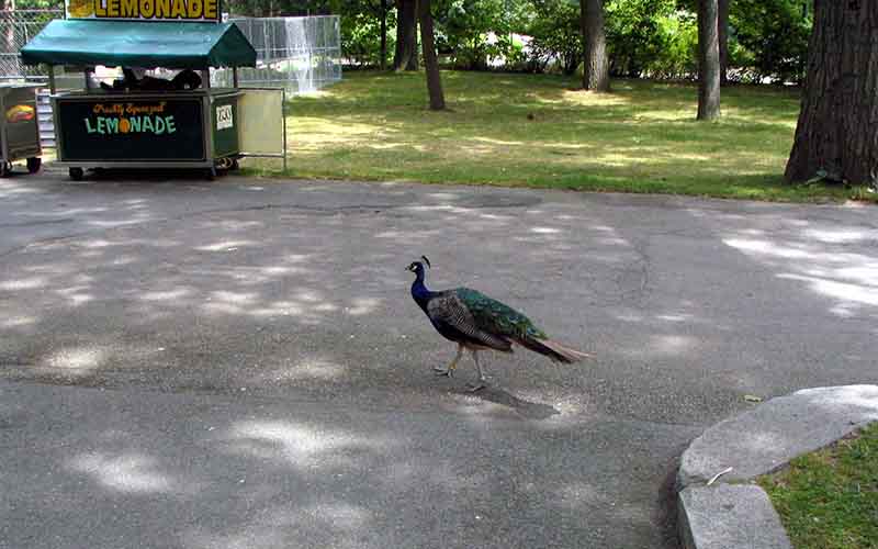 Franklin Park Zoo