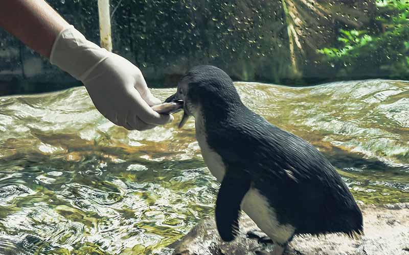 dallas aquarium