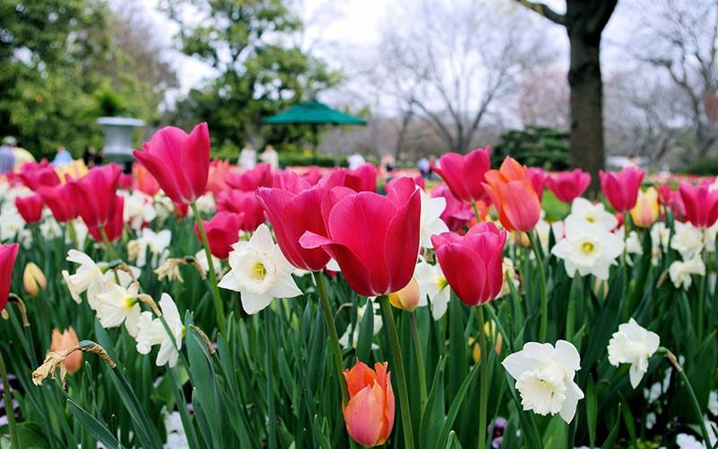 Botanical Garden in dallas