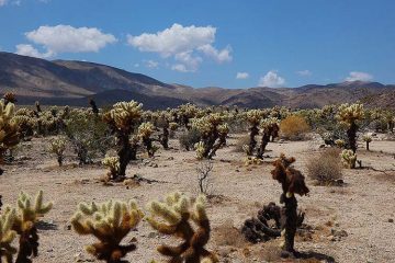 Joshua tree