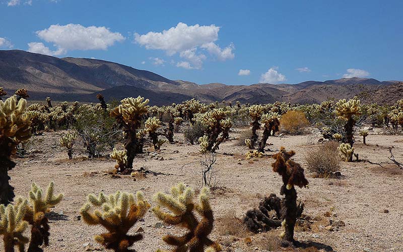 Joshua tree