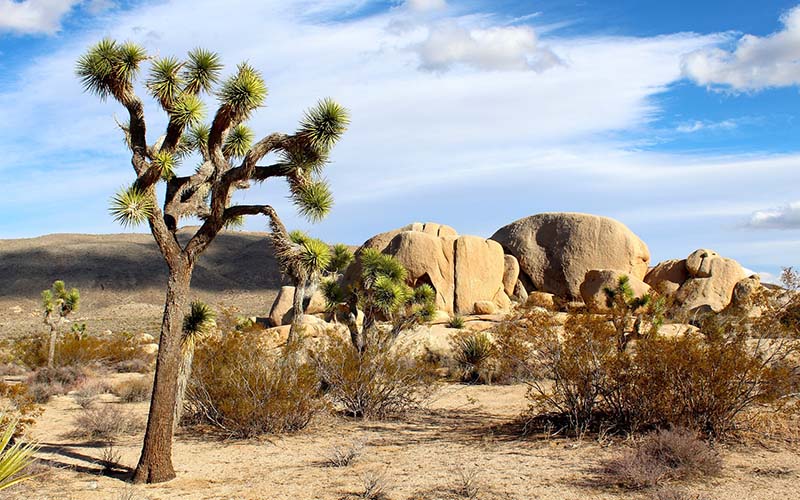 Joshua Tree National Park