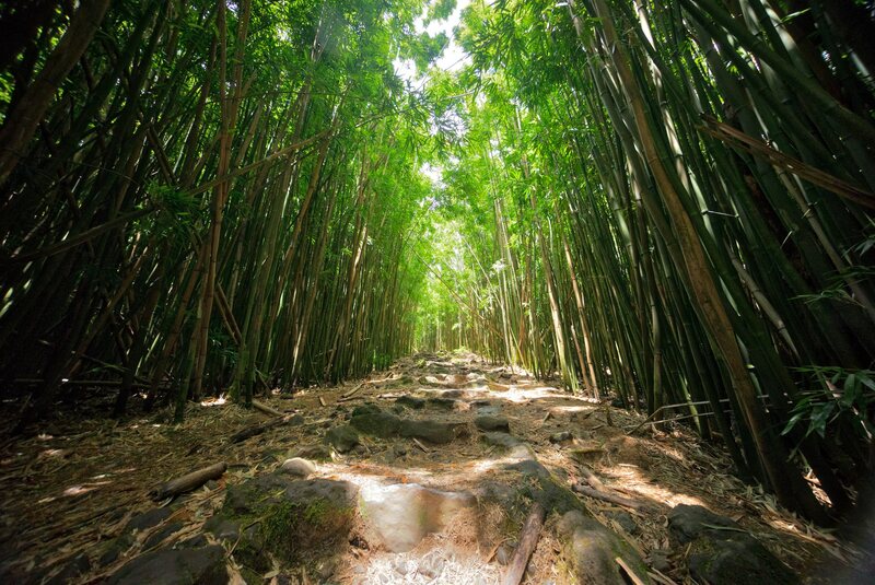 Bamboo Forest Hawaii