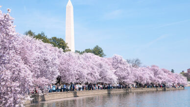 Cherry blossoms in full bloom during the National Cherry Blossom Festival, with vibrant pink flowers and scenic views