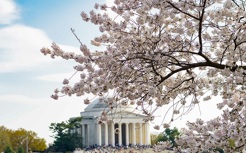 Cherry blossoms in full bloom near Washington, D.C. landmarks