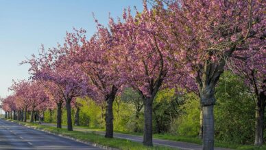 Cherry blossoms in full bloom in the USA during April.