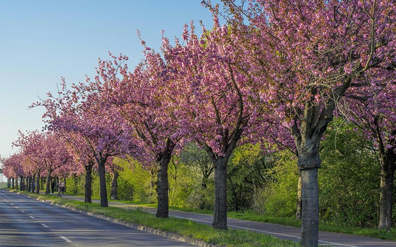 Weather, things to do and festivals