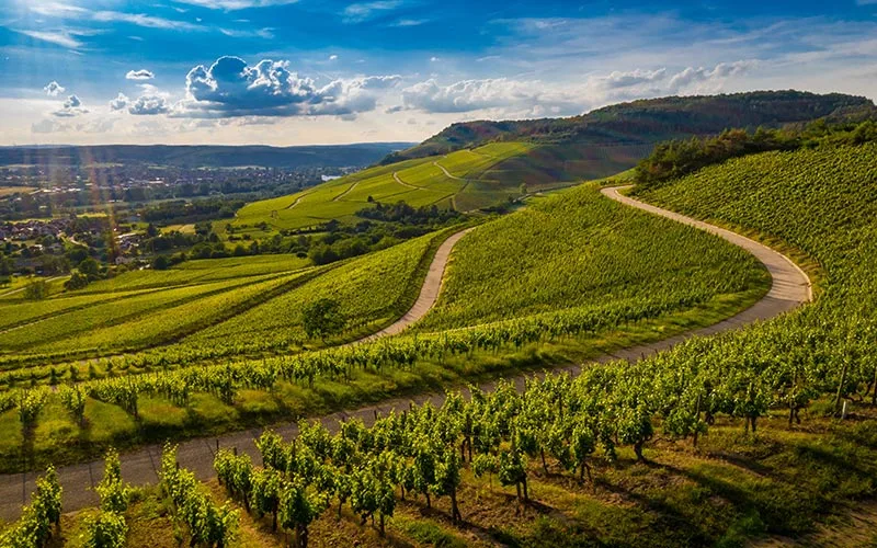 Vineyard in Napa Valley, California, with green hills and a golden sunset.